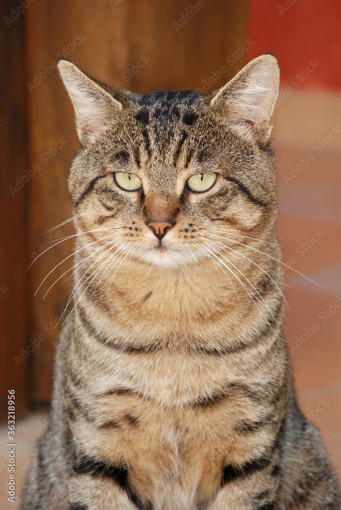 Getigerte Katze Portrait