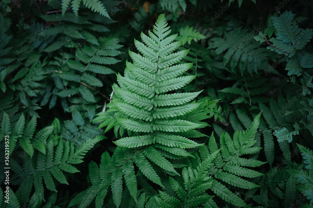 Flat lay of natural green fern leaves in the forest with vintage filter