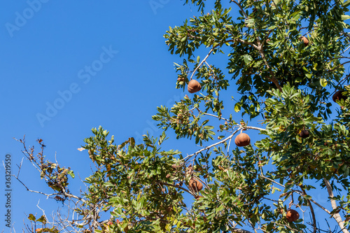 Tingui, fruto típico do cerrado brasileiro - Magonia pubescens. photo
