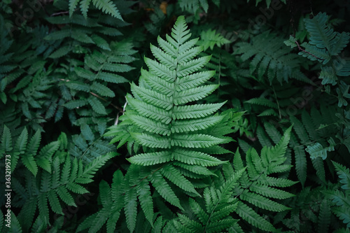 Flat lay of natural green fern leaves in the forest with vintage filter