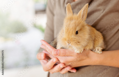 Beautiful baby rabbit bunny in farmer hands. Friendship and care of wild animals concept.