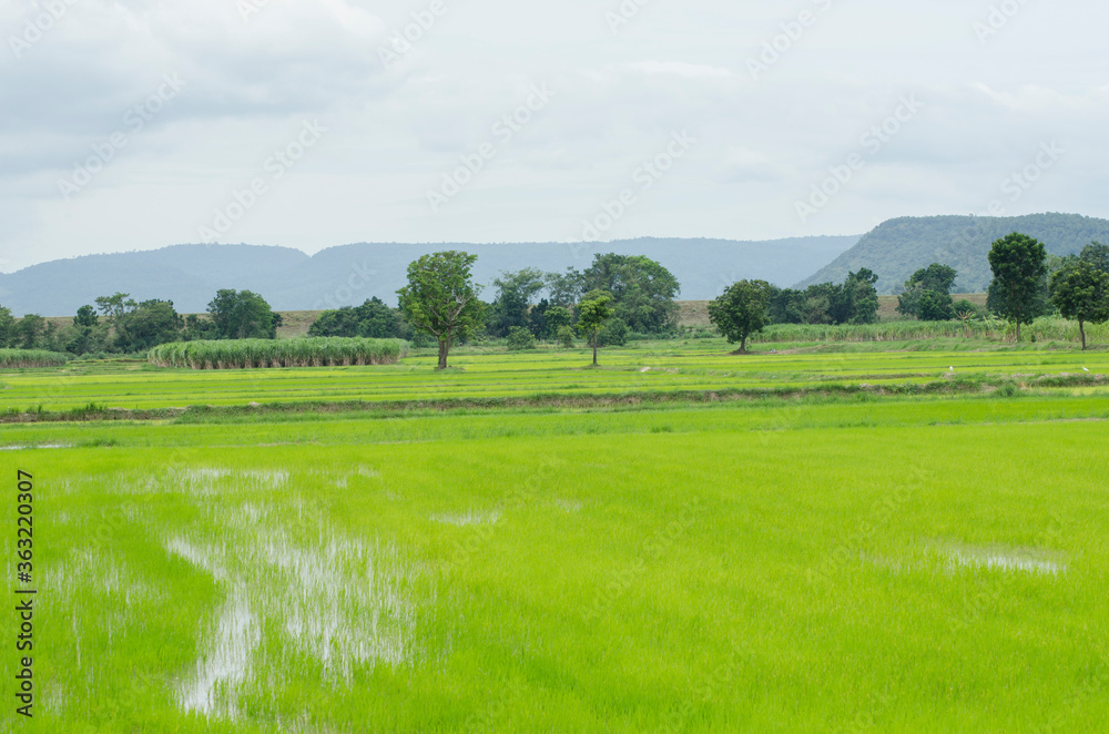 Green rice sprout and water field with mountain background