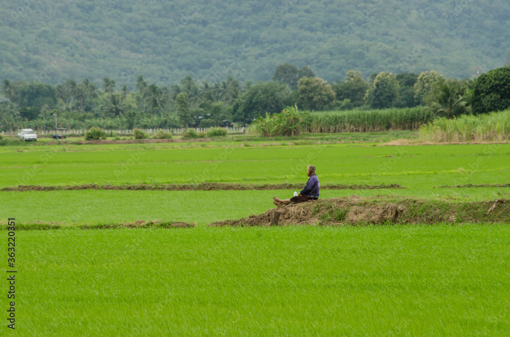 Obraz premium Old woman relaxes on the hill in rice filed