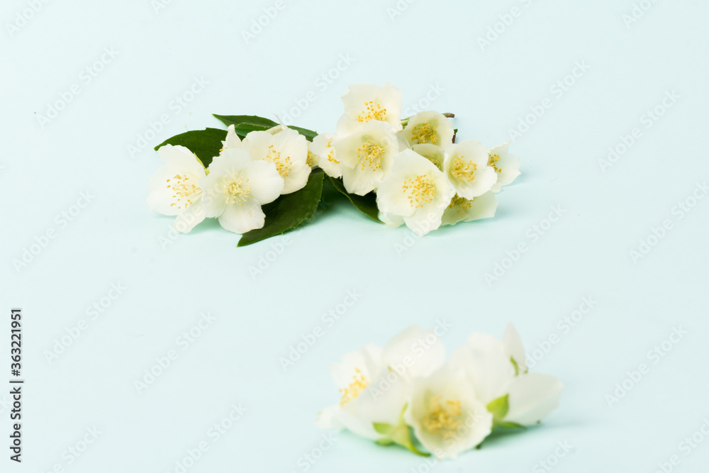 Blooming Jasmine flowers isolated on blue background, close up