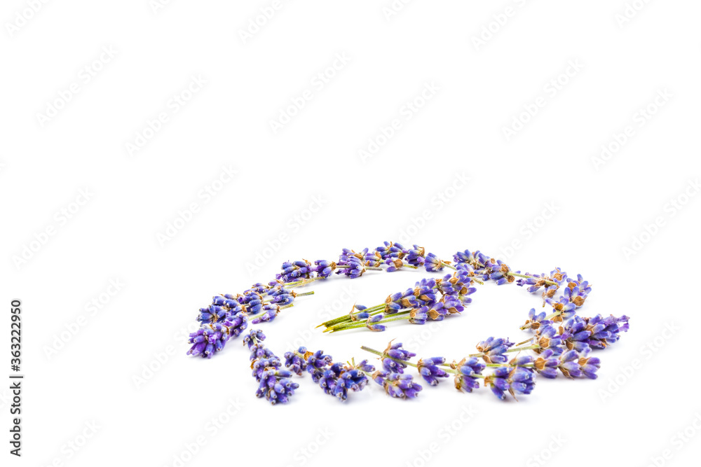 Lavender flowers isolated on white background. Close up. Space for text Lavender flowers isolated on white background. Close up. Space for text