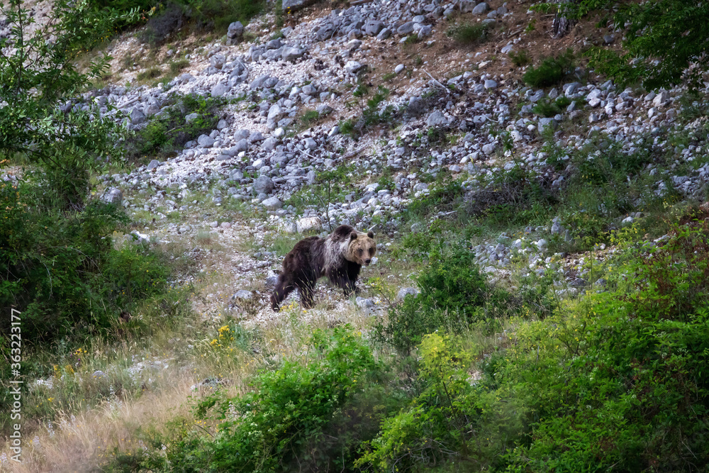 Marsican bear, a protected species typical of central Italy. A female bear moves among the vegetation in its natural habitat, in the Abruzzo region of Italy. Marsican bear, a protected species typical of central Italy. A female bear moves among the vegetation in its natural habitat, in the Abruzzo region of Italy.
