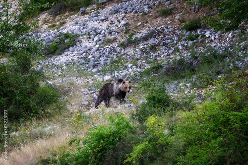 Marsican bear, a protected species typical of central Italy. A female bear moves among the vegetation in its natural habitat, in the Abruzzo region of Italy. photo