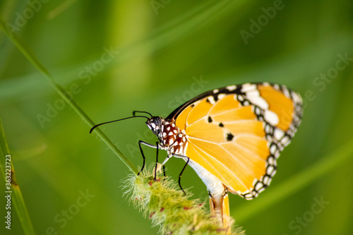 Butterfly © PRATEEK