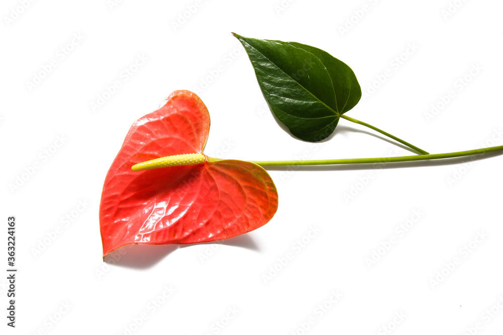 Anthurium flower/ Flamingo flower isolated on white background Anthurium flower/ Flamingo flower isolated on white background