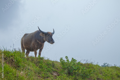 herd of cattle