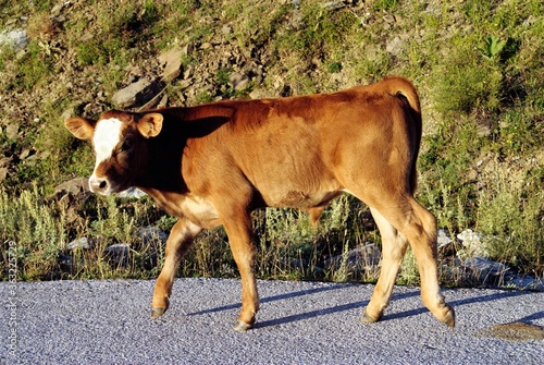 A young cow at Vradeto village, one of the 45 villages known as Zagoria or Zagorochoria in Epirus region of southwestern Greece. photo