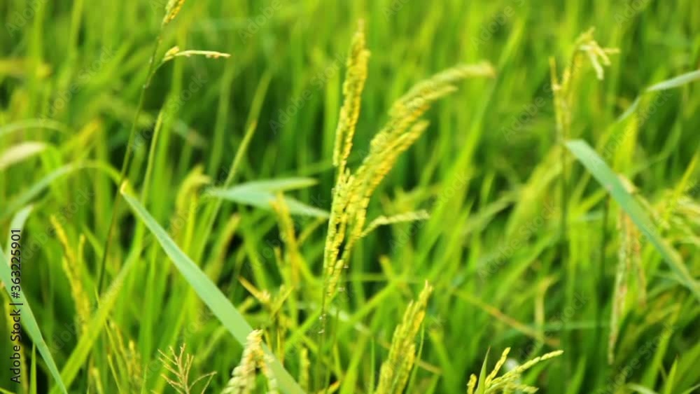 Ears of rice swinging in the wind (close-up) Ears of rice swinging in the wind (close-up)