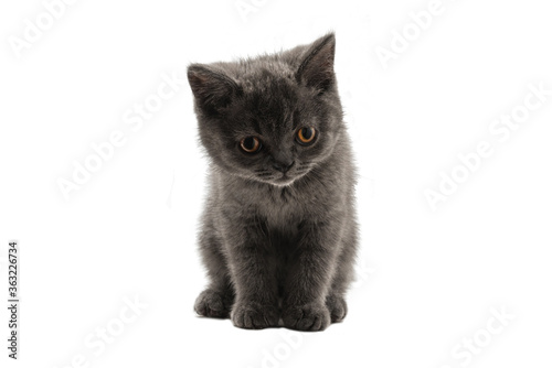 British shorthair kitten looking up isolated on white