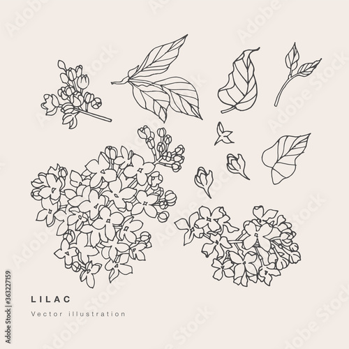 Hand draw vector lilac flowers illustration. Floral wreath. Botanical floral card on white background.