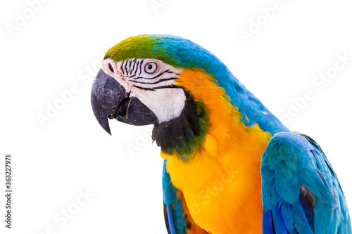 Bird Blue-and-yellow macaw isolated white background.