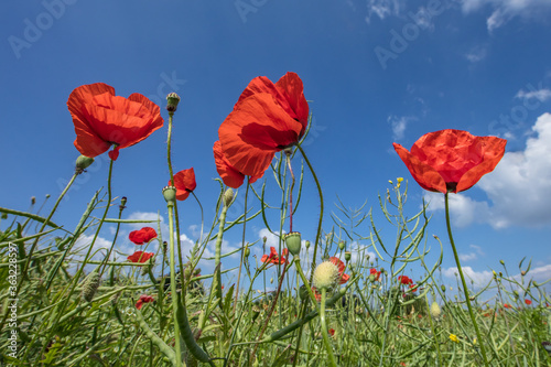 mohn