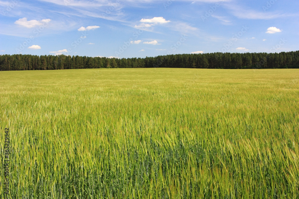 Fototapeta premium Green field of wheat ears