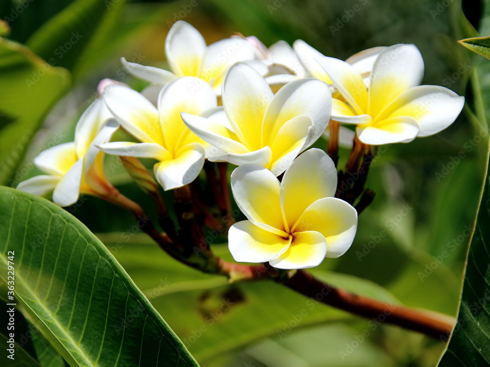 Obraz premium Plumeria or Frangipani is a small tree that grows and is revered in many countries as if it has always been part of the local nature and culture.