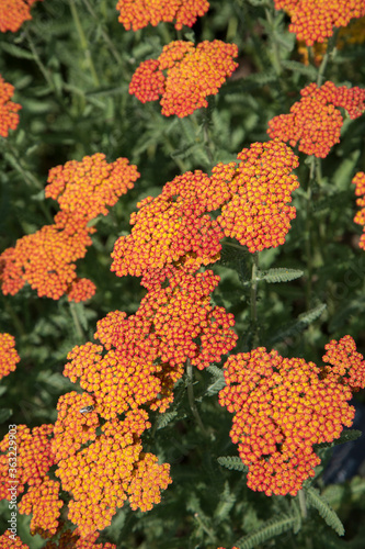 Vertical photo of orange achillea millefolium flowers growing in botanical garden bright in daylight for background