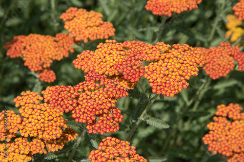 Horizontal photo of orange achillea millefolium flowers growing in botanical garden bright in daylight for background