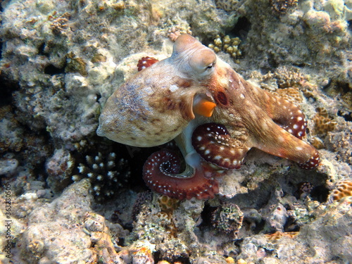 Octopus. Big Blue Octopus on the Red Sea Reefs.  