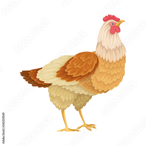 Feathered Hen as Domestic Bird Isolated on White Background Vector Illustration