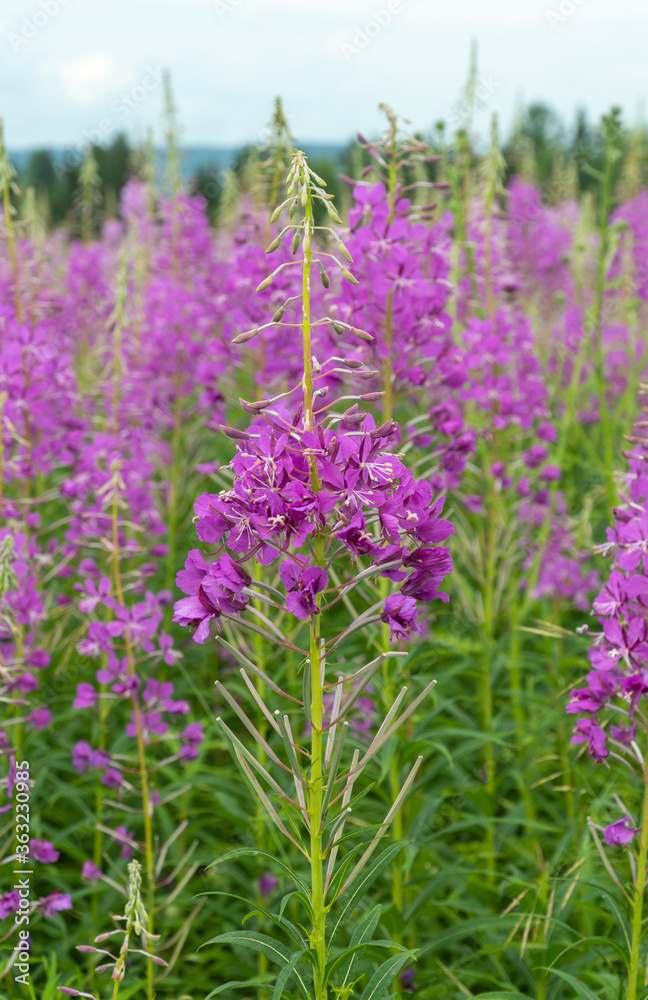 Obraz premium Epilobium is a tall, sometimes taller than human height, herbaceous plant. herb pink Epilobium flowers