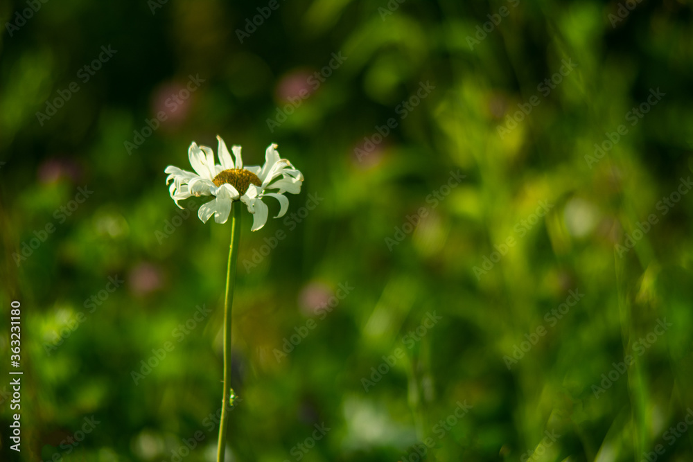 Wald Blumen Feld Landschaft Erzgebirge Städte Dörfer Wald Blumen Feld Landschaft Erzgebirge Städte Dörfer
