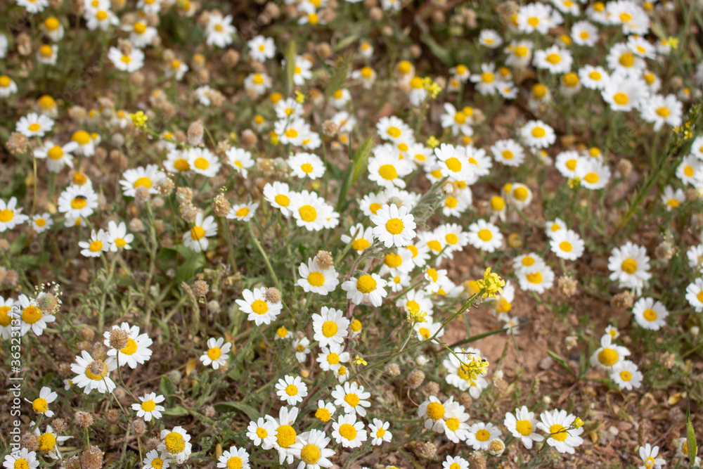 Delphi, Greece | Delphi Flowers