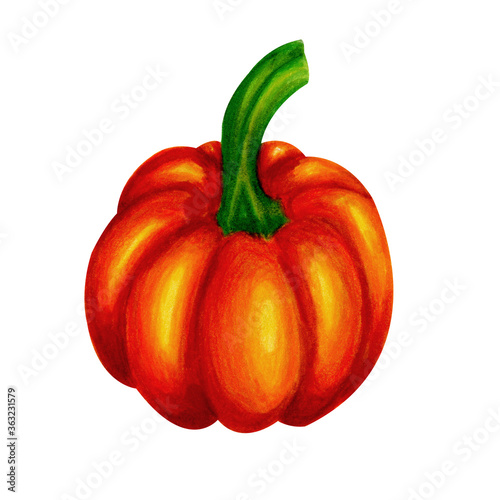 Pumpkin raw ripe vegetable isolated on white background. Watercolor markers hand drawn illustration in realistic. Concept of harvest, picking up, vintage drawing, autumn, season, halloween symbol.