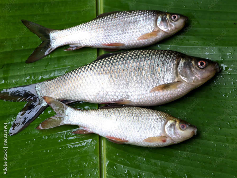 Fresh raw fish kept on plantain leaf Fresh raw fish kept on plantain leaf