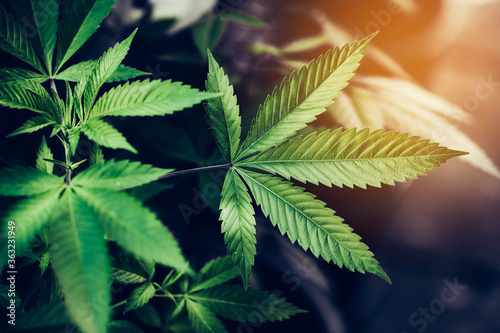 Marijuana / Cannabis leaf. Natural medicine concept.
