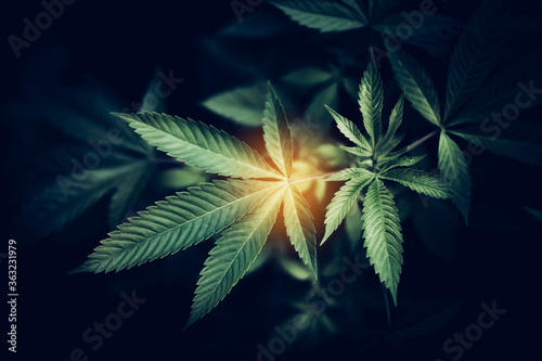 Marijuana / Cannabis leaf. Natural medicine concept.