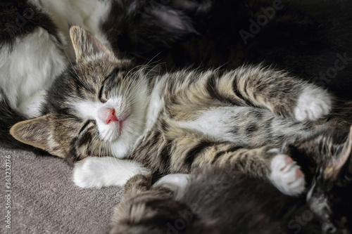 close up of cute tabby kitten sleeping on carpet 