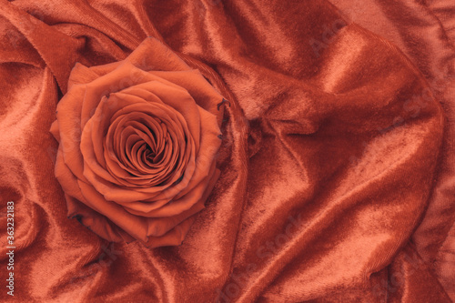 coral color rose macro on velvet