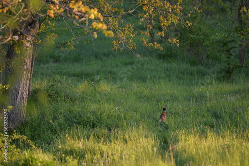 pheasant sitting in green grass at sunset