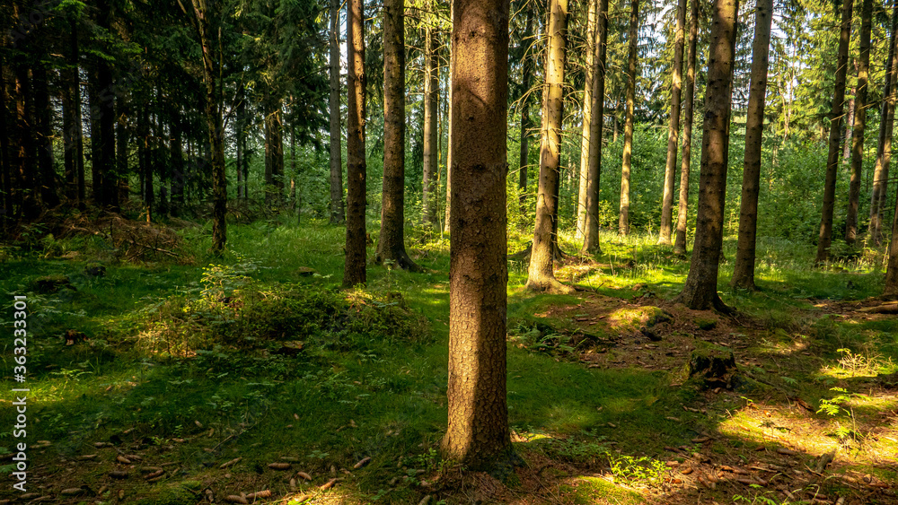 Landschaft Natur 