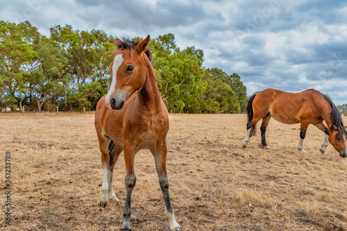 Horses grazing in the meadow at country WA Perth