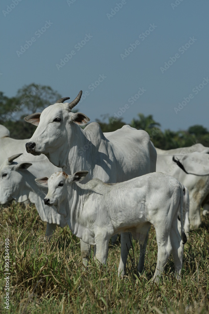 BOVINOCULTURA, BOI, NELORE, GADO, CORTE, REBANHO, PECUÁRIA BOVINOCULTURA, BOI, NELORE, GADO, CORTE, REBANHO, PECUÁRIA