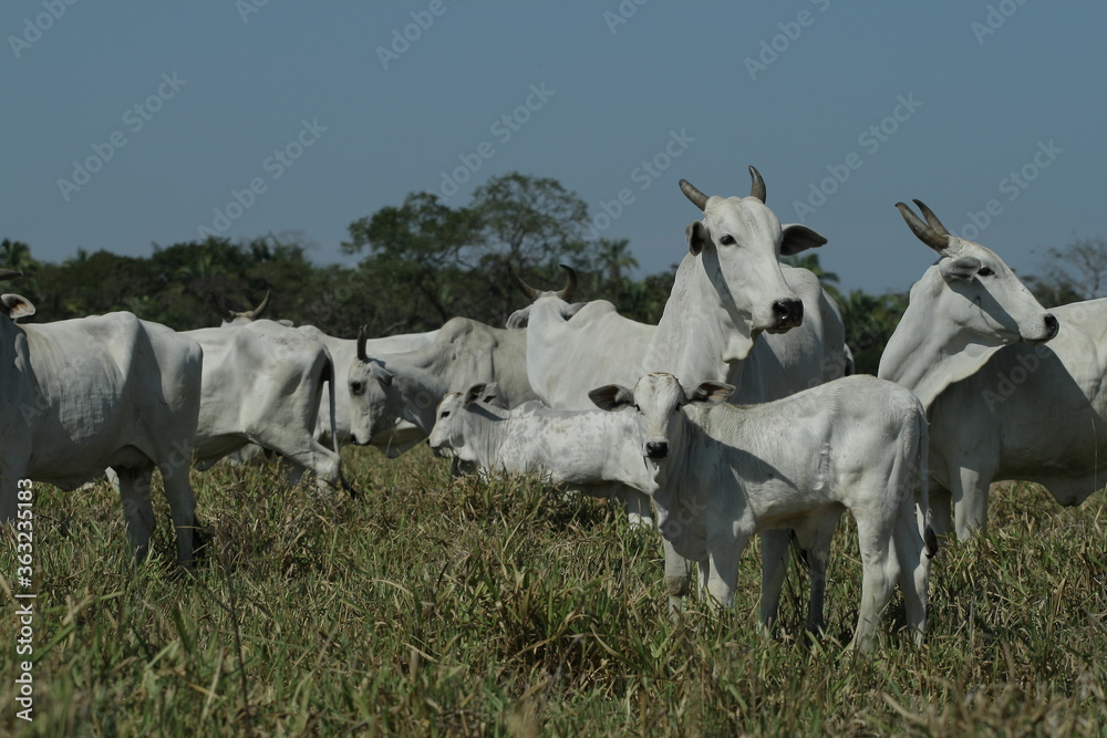 BOVINOCULTURA, BOI, NELORE, GADO, CORTE, REBANHO, PECUÁRIA BOVINOCULTURA, BOI, NELORE, GADO, CORTE, REBANHO, PECUÁRIA