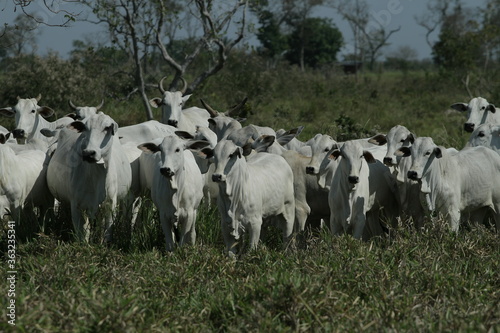 BOVINOCULTURA, BOI, NELORE, GADO, CORTE, REBANHO, PECUÁRIA