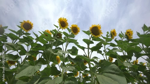 Many sunflowers on the field from low andle shot. Unick point of view. Sunny windy day. photo