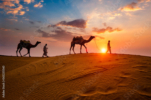 Fotografia Indian cameleers (camel driver) bedouin with camel silhouettes in sand dunes of Thar desert on sunset