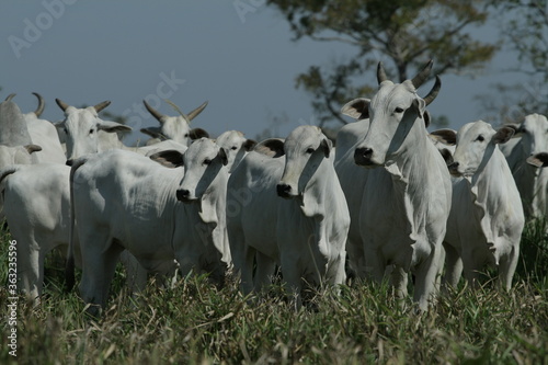 BOVINOCULTURA, BOI, NELORE, GADO, CORTE, REBANHO, PECUÁRIA