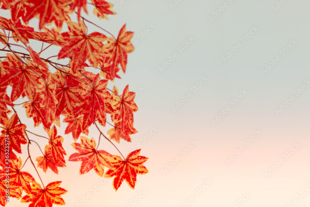 Blurred background. Red maple leaf as an autumn symbol as a seasonal . Maple leaves in the white background. copy space. Blurred background. Red maple leaf as an autumn symbol as a seasonal . Maple leaves in the white background. copy space.