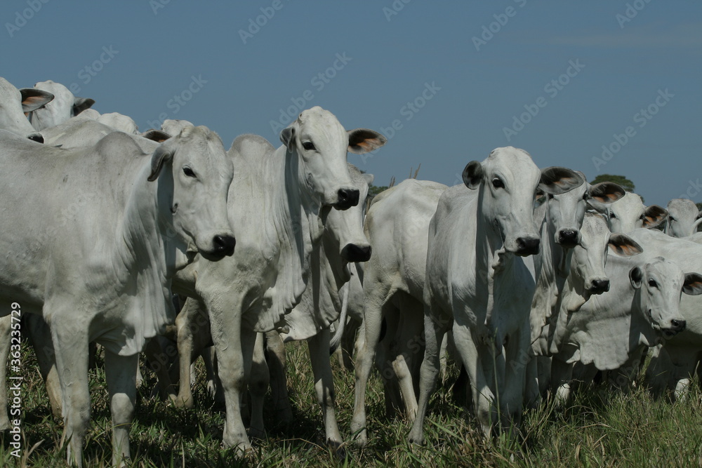 BOVINOCULTURA, BOI, NELORE, GADO, CORTE, REBANHO, PECUÁRIA BOVINOCULTURA, BOI, NELORE, GADO, CORTE, REBANHO, PECUÁRIA