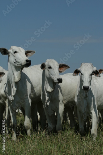 BOVINOCULTURA, BOI, NELORE, GADO, CORTE, REBANHO, PECUÁRIA