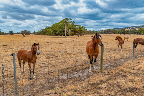 Horses grazing in the meadow at country WA Perth