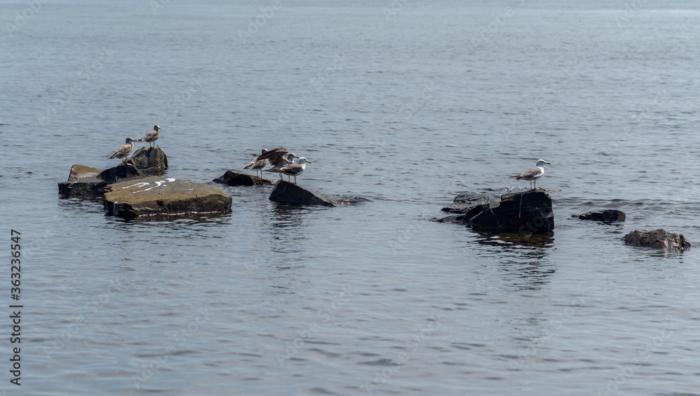 Fototapeta premium Seagulls sitting on the rocks. Selective focus. Shallow depth of field.
