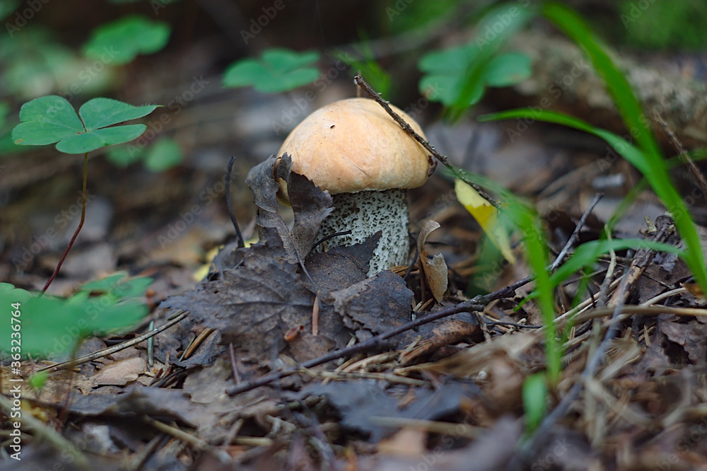 small aspen mushroom out of the ground small aspen mushroom out of the ground